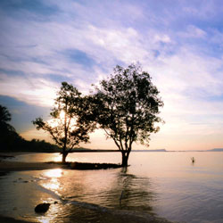 自动化测试的手机在线轰炸